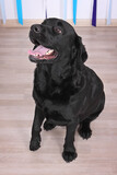 Duey Bear 2