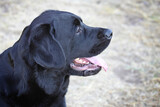 Duey Bear 4
