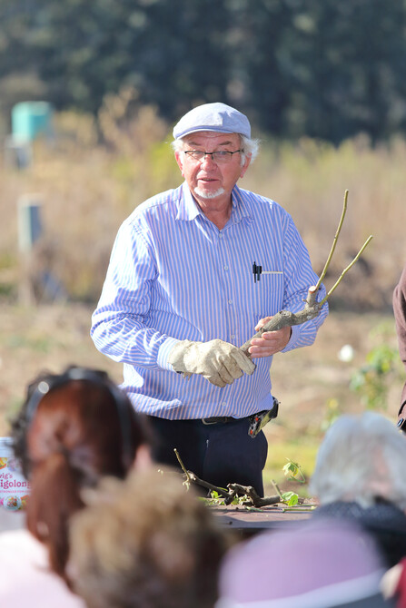Ludwig's Rose Pruning Demonstration 39