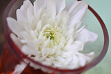 Sune's Stork Tea 45